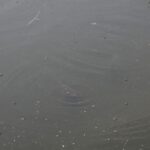 (10.08.2017) Raport Dnia - „Dworek Pod Lipą” w Nowych Kotlicach / Grzegorz Jamka / „Dworek Pod Lipą” w Nowych Kotlicach