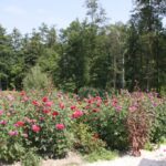 (10.08.2017) Raport Dnia - „Dworek Pod Lipą” w Nowych Kotlicach / Grzegorz Jamka / „Dworek Pod Lipą” w Nowych Kotlicach