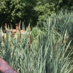 (10.08.2017) Raport Dnia - „Dworek Pod Lipą” w Nowych Kotlicach / Grzegorz Jamka / „Dworek Pod Lipą” w Nowych Kotlicach