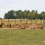 03.08.2017 Ciemiętniki. Letni Raport Dnia. Gospodarstwo eko-agroturystyczne "Danielówka". / Grzegorz Jamka - Radio Kielce / Hodowla Danieli.