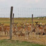 03.08.2017 Ciemiętniki. Letni Raport Dnia. Gospodarstwo eko-agroturystyczne "Danielówka". / Grzegorz Jamka - Radio Kielce / Hodowla Danieli.