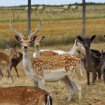 03.08.2017 Ciemiętniki. Letni Raport Dnia. Gospodarstwo eko-agroturystyczne "Danielówka". / Grzegorz Jamka - Radio Kielce / Hodowla Danieli.