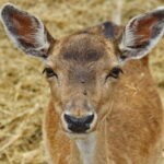 03.08.2017 Ciemiętniki. Letni Raport Dnia. Gospodarstwo eko-agroturystyczne "Danielówka". / Grzegorz Jamka - Radio Kielce / Hodowla Danieli.