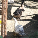 08.08.2017 Makoszyn. Gospodarstwo agroturystyczne "Ranczo" / Grzegorz Jamka - Radio Kielce