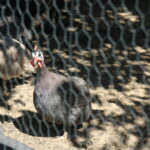 08.08.2017 Makoszyn. Gospodarstwo agroturystyczne "Ranczo" / Grzegorz Jamka - Radio Kielce