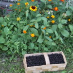 17.08.2017 Stacja: Wakacje! Bosowice, gmina Stopnica. / Grzegorz Jamka - Radio Kielce / Bosowice, gmina Stopnica.