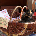 Letni Raport Dnia. „Na Górce” w miejscowości Wiącka / Grzegorz Jamka / Radio Kielce