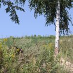 01.08.2017 Letni Raport Dnia. „Winnica Płochockich” / Grzegorz Jamka - Radio Kielce / Letni Raport Dnia. „Winnica Płochockich”