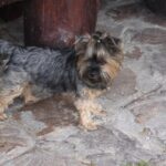 Grzegorz Jamka - Radio Kielce / Plenerowy Raport Dnia. "Raj przy Gościńcu" W Krajnie Pierwszym, w gminie Górno