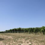 01.08.2017 Letni Raport Dnia. „Winnica Płochockich” / Grzegorz Jamka - Radio Kielce / Letni Raport Dnia. „Winnica Płochockich”