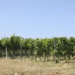 Grzegorz Jamka - Radio Kielce / Plenerowy Raport Dnia. "Raj przy Gościńcu" W Krajnie Pierwszym, w gminie Górno