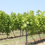 01.08.2017 Letni Raport Dnia. „Winnica Płochockich” / Grzegorz Jamka - Radio Kielce / Letni Raport Dnia. „Winnica Płochockich”