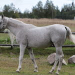 Raport Dnia: Gospodarstwo Turystyczne "Radostowa" w Ciekotach / Krzysztof Bujnowicz - Radio Kielce / Raport Dnia: Gospodarstwo Turystyczne "Radostowa" w Ciekotach