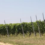 Grzegorz Jamka - Radio Kielce / Plenerowy Raport Dnia. "Raj przy Gościńcu" W Krajnie Pierwszym, w gminie Górno