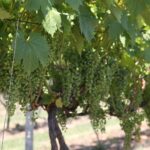 01.08.2017 Letni Raport Dnia. „Winnica Płochockich” / Grzegorz Jamka - Radio Kielce / Letni Raport Dnia. „Winnica Płochockich”