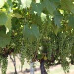 01.08.2017 Letni Raport Dnia. „Winnica Płochockich” / Grzegorz Jamka - Radio Kielce / Letni Raport Dnia. „Winnica Płochockich”