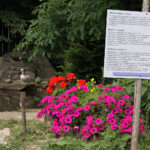 Letni Raport Dnia. „Na Górce” w miejscowości Wiącka / Grzegorz Jamka / Radio Kielce