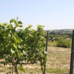 01.08.2017 Letni Raport Dnia. „Winnica Płochockich” / Grzegorz Jamka - Radio Kielce / Letni Raport Dnia. „Winnica Płochockich”