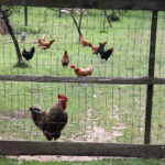 Letni Raport Dnia. „Na Górce” w miejscowości Wiącka / Grzegorz Jamka / Radio Kielce