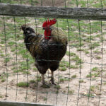 Letni Raport Dnia. „Na Górce” w miejscowości Wiącka / Grzegorz Jamka / Radio Kielce