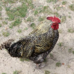 Letni Raport Dnia. „Na Górce” w miejscowości Wiącka / Grzegorz Jamka / Radio Kielce