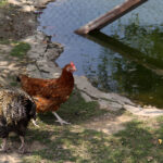 Letni Raport Dnia. „Na Górce” w miejscowości Wiącka / Grzegorz Jamka / Radio Kielce