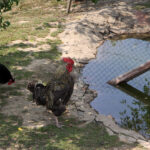 Letni Raport Dnia. „Na Górce” w miejscowości Wiącka / Grzegorz Jamka / Radio Kielce