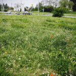 02.08.2017 Kielce. Łączka kwiatowa u zbiegu ulic Pakosz i Krakowskiej. / Jarosław Kubalski - Radio Kielce / Łączka kwiatowa przy skateparku