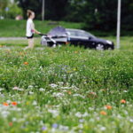 02.08.2017 Kielce. Łączka kwiatowa u zbiegu ulic Pakosz i Krakowskiej. / Jarosław Kubalski - Radio Kielce / Łączka kwiatowa przy skateparku