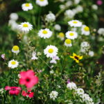 02.08.2017 Kielce. Łączka kwiatowa u zbiegu ulic Pakosz i Krakowskiej. / Jarosław Kubalski - Radio Kielce / Łączka kwiatowa przy skateparku