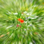 02.08.2017 Kielce. Łączka kwiatowa u zbiegu ulic Pakosz i Krakowskiej. / Jarosław Kubalski - Radio Kielce / Łączka kwiatowa przy skateparku