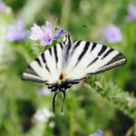 Motylarnia w Umianowicach. Pierwszy taki obiekt w regionie