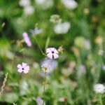 02.08.2017 Kielce. Łączka kwiatowa u zbiegu ulic Pakosz i Krakowskiej. / Jarosław Kubalski - Radio Kielce / Łączka kwiatowa przy skateparku