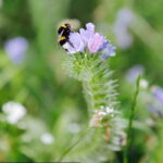 02.08.2017 Kielce. Łączka kwiatowa u zbiegu ulic Pakosz i Krakowskiej. Trzmiel. / Jarosław Kubalski - Radio Kielce / Łączka kwiatowa przy skateparku