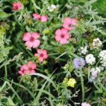 02.08.2017 Kielce. Łączka kwiatowa u zbiegu ulic Pakosz i Krakowskiej. / Jarosław Kubalski - Radio Kielce / Łączka kwiatowa przy skateparku