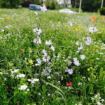 02.08.2017 Kielce. Łączka kwiatowa u zbiegu ulic Pakosz i Krakowskiej. / Jarosław Kubalski - Radio Kielce / Łączka kwiatowa przy skateparku