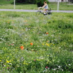 02.08.2017 Kielce. Łączka kwiatowa u zbiegu ulic Pakosz i Krakowskiej. / Jarosław Kubalski - Radio Kielce / Łączka kwiatowa przy skateparku