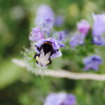 02.08.2017 Kielce. Łączka kwiatowa u zbiegu ulic Pakosz i Krakowskiej. Trzmiel. / Jarosław Kubalski - Radio Kielce / Łączka kwiatowa przy skateparku