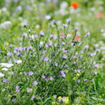 02.08.2017 Kielce. Łączka kwiatowa u zbiegu ulic Pakosz i Krakowskiej. / Jarosław Kubalski - Radio Kielce / Łączka kwiatowa przy skateparku