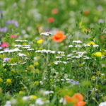 02.08.2017 Kielce. Łączka kwiatowa u zbiegu ulic Pakosz i Krakowskiej. / Jarosław Kubalski - Radio Kielce / Łączka kwiatowa przy skateparku