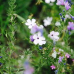 02.08.2017 Kielce. Łączka kwiatowa u zbiegu ulic Pakosz i Krakowskiej. / Jarosław Kubalski - Radio Kielce / Łączka kwiatowa przy skateparku