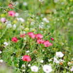 02.08.2017 Kielce. Łączka kwiatowa u zbiegu ulic Pakosz i Krakowskiej. / Jarosław Kubalski - Radio Kielce / Łączka kwiatowa przy skateparku