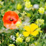 02.08.2017 Kielce. Łączka kwiatowa u zbiegu ulic Pakosz i Krakowskiej. / Jarosław Kubalski - Radio Kielce / Łączka kwiatowa przy skateparku