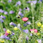 02.08.2017 Kielce. Łączka kwiatowa u zbiegu ulic Pakosz i Krakowskiej. / Jarosław Kubalski - Radio Kielce / Łączka kwiatowa przy skateparku