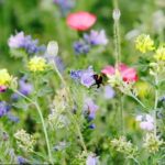 02.08.2017 Kielce. Łączka kwiatowa u zbiegu ulic Pakosz i Krakowskiej. / Jarosław Kubalski - Radio Kielce / Łączka kwiatowa przy skateparku