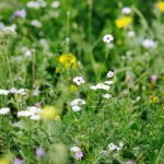 02.08.2017 Kielce. Łączka kwiatowa u zbiegu ulic Pakosz i Krakowskiej. / Jarosław Kubalski - Radio Kielce / Łączka kwiatowa przy skateparku