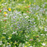 02.08.2017 Kielce. Łączka kwiatowa u zbiegu ulic Pakosz i Krakowskiej. / Jarosław Kubalski - Radio Kielce / Łączka kwiatowa przy skateparku