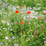 02.08.2017 Kielce. Łączka kwiatowa u zbiegu ulic Pakosz i Krakowskiej. / Jarosław Kubalski - Radio Kielce / Łączka kwiatowa przy skateparku