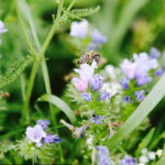 Kielce. Łączka kwiatowa u zbiegu ulic Pakosz i Krakowskiej. Pszczoła. / Jarosław Kubalski - Radio Kielce