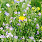 02.08.2017 Kielce. Łączka kwiatowa u zbiegu ulic Pakosz i Krakowskiej. / Jarosław Kubalski - Radio Kielce / Łączka kwiatowa przy skateparku